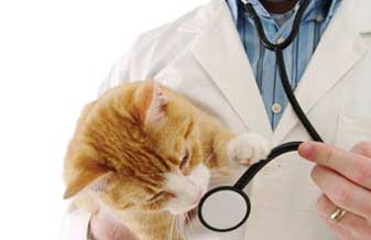 Clínica Veterinária Estação Animal - Foto 1