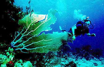 Diving College de Mergulho e Natação - Foto 1