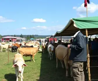 feiras agropecuárias